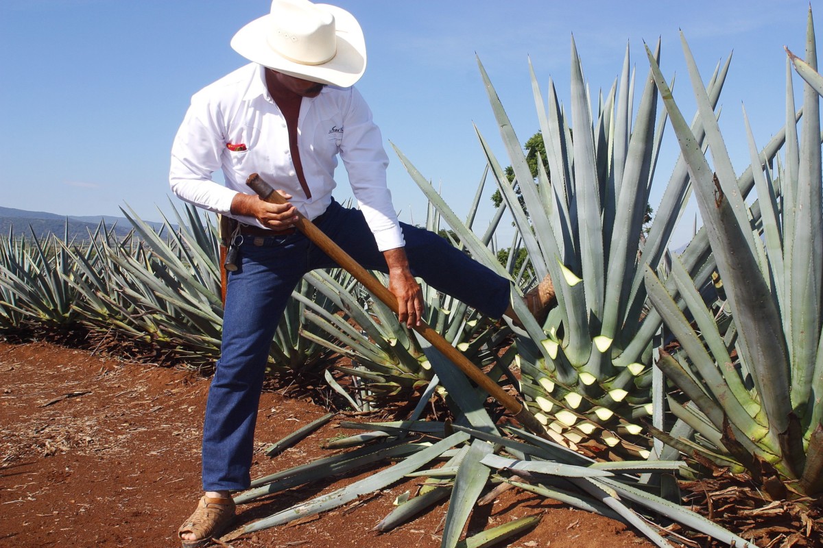332916 - tequila production in tequila, jalisco, mexico