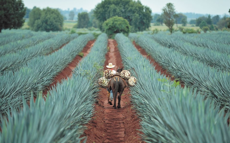 Tequila Image Rancho Verano