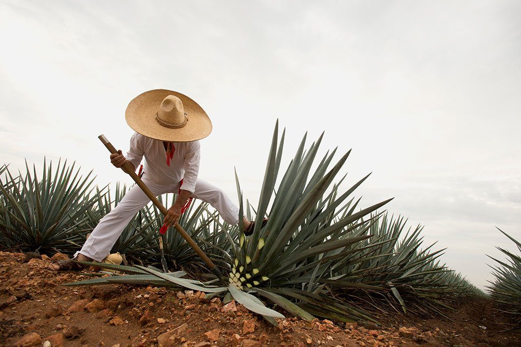 Tequila Rancho Verano 2