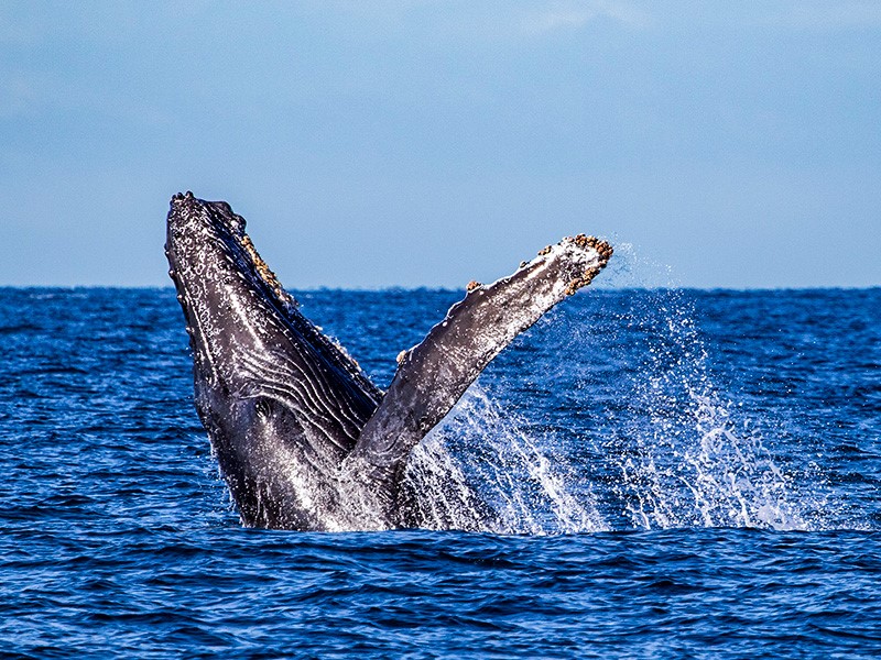 Whale Watching
