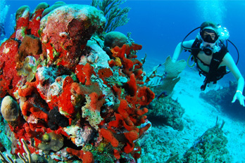 arrecife scuba