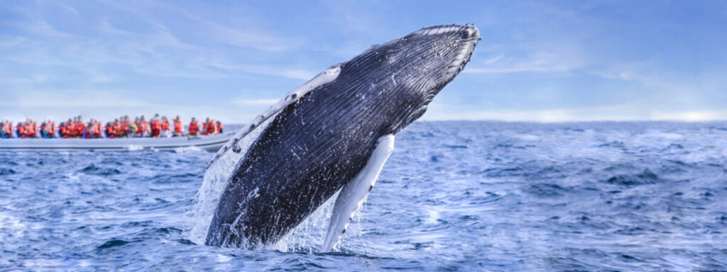 whale-watching-photo-safari-cabo-adventures-10_0