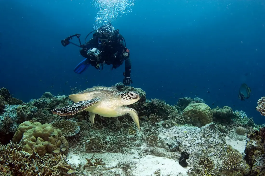 Scuba diver photographing a sea turtle.